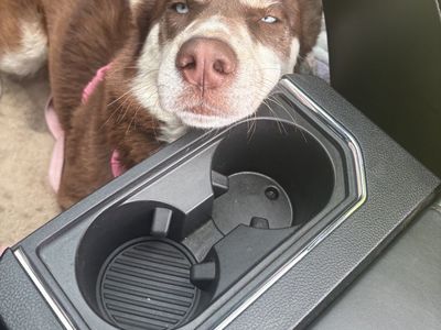 Rehome siberian Husky