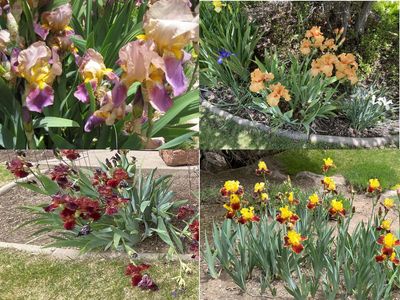 15 COLORS of Bearded IRIS Rhizomes SEE PHOTOS