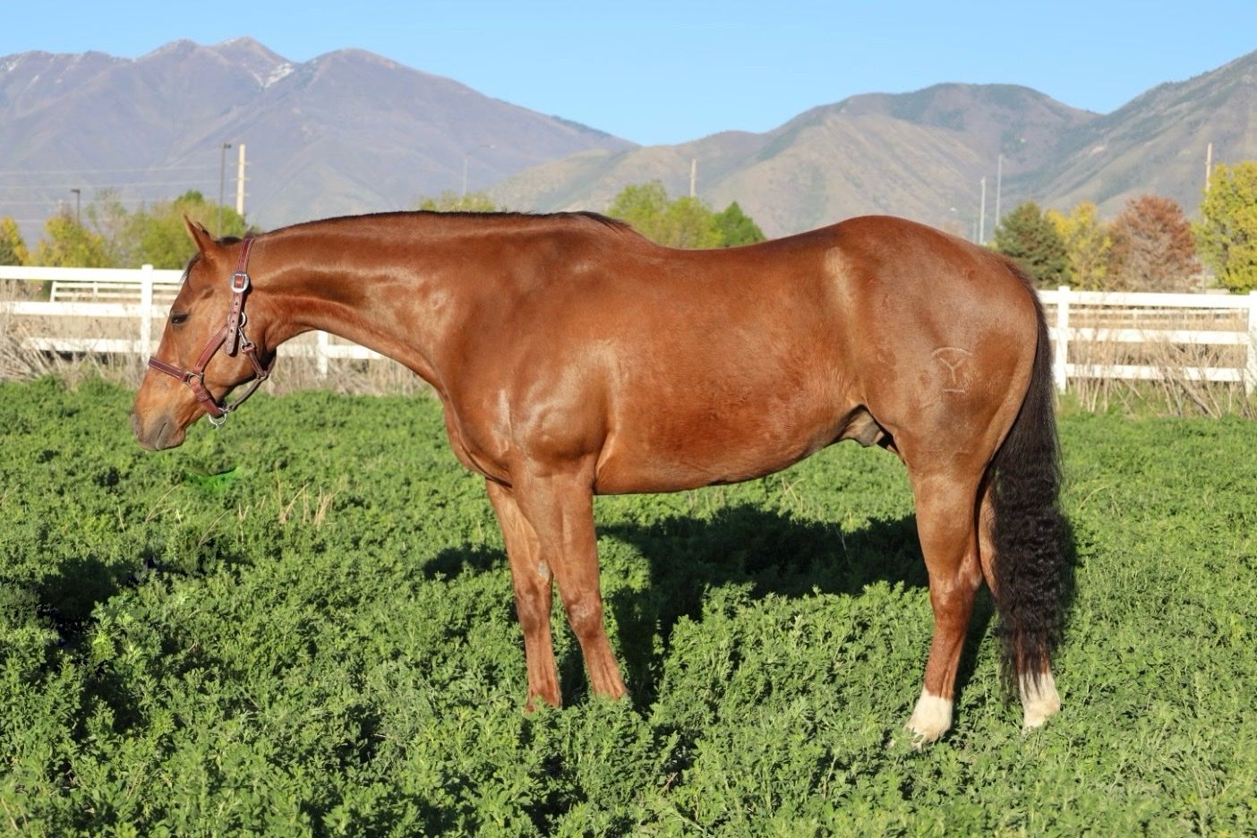 AQHA 8 yo. Gelding