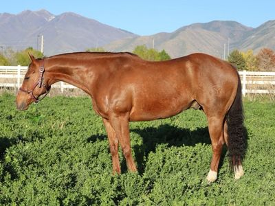 AQHA 8 yo. Gelding