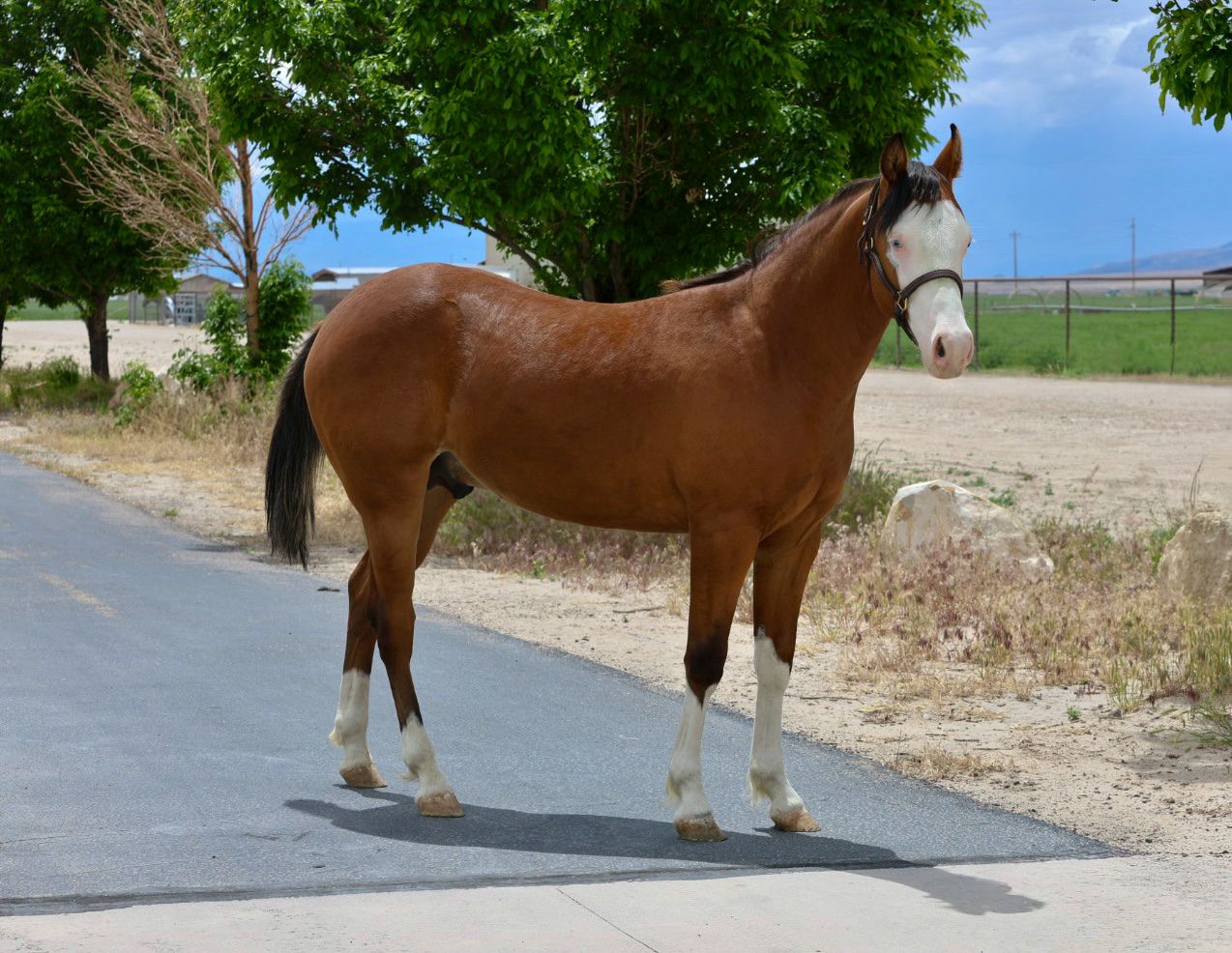 HF Mobster x Wimpys Nu Surprise Yearling Stallion!