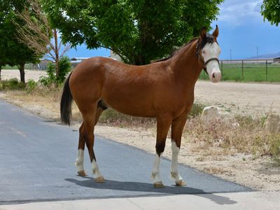 HF Mobster x Wimpys Nu Surprise Yearling Stallion!