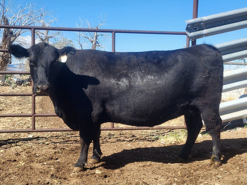 5 year old registered Angus cow