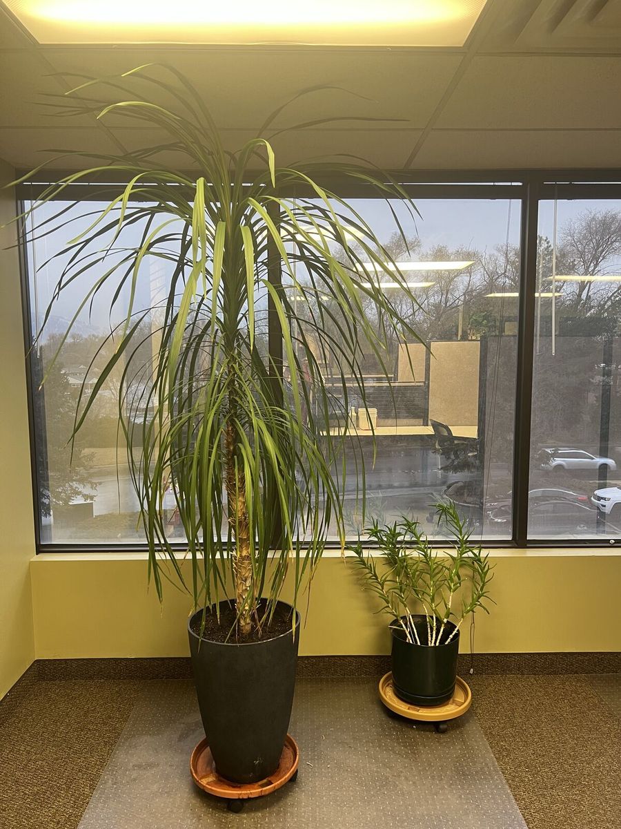 Palm Tree & Succulent - LIVE