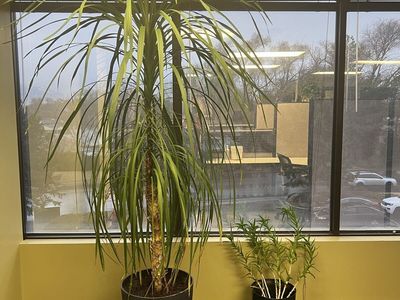 Palm Tree & Succulent - LIVE