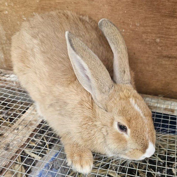 RESCUED Pet Buck Bunny Rabbit