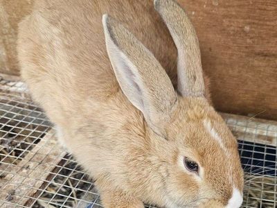 RESCUED Pet Buck Bunny Rabbit