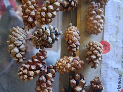 Bag of Small Pinecones - Natural Craft Supplies, Holiday Decor, Potpourri Fillers (Approx. 40-50 pcs)