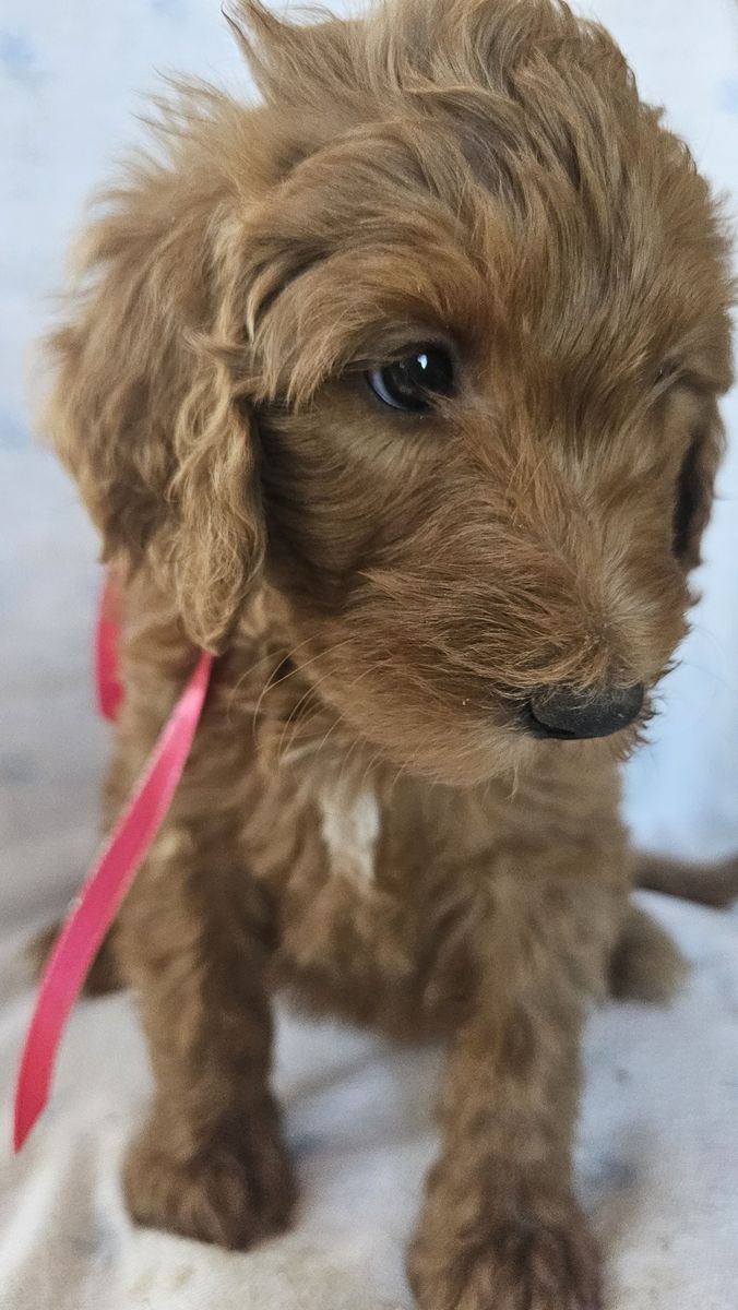Golden Mountain Doodle Bernese Poodle Retriever Puppies