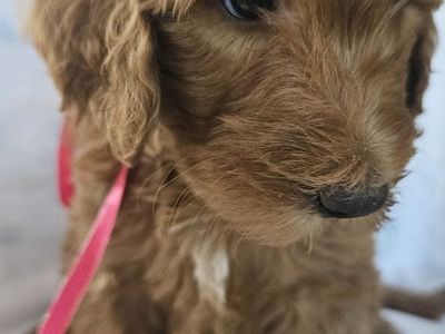 Golden Mountain Doodle Bernese Poodle Retriever Puppies