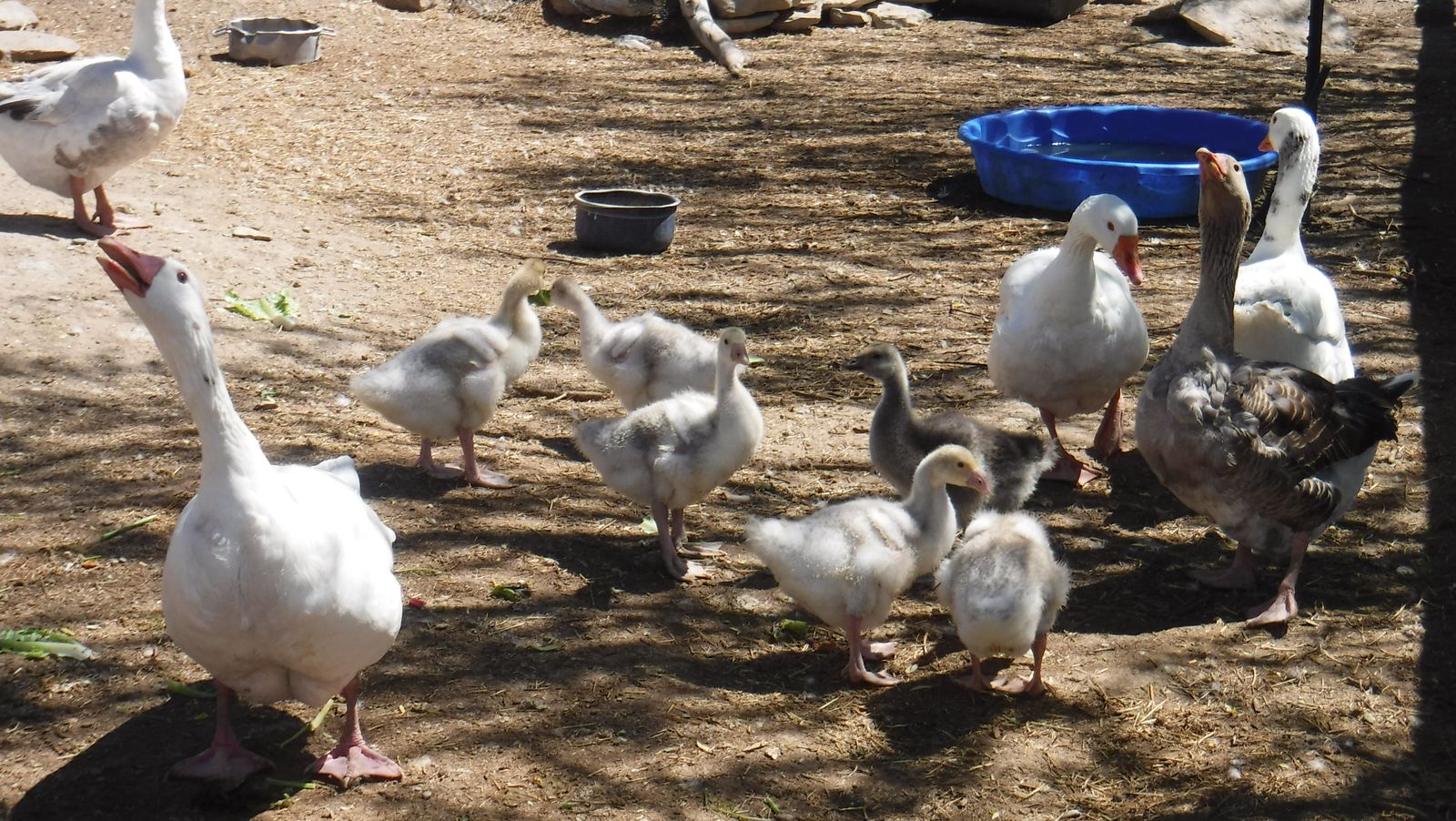 goslings - baby geese $25 each
