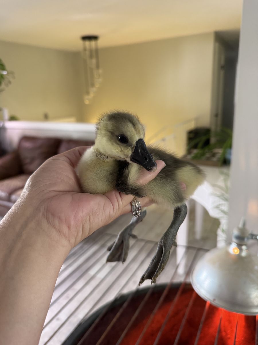 3 African Goose Goslings for Sale 🪿🪿🪿 – Hatched April 26