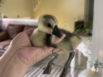 3 African Goose Goslings for Sale 🪿🪿🪿 – Hatched April 26