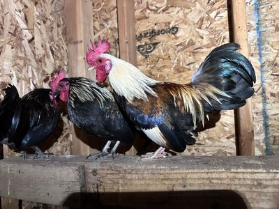 Serama Roosters