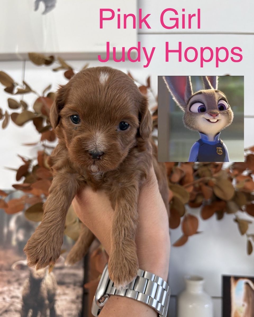 F1BB Micro Goldendoodles