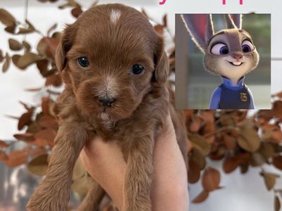 F1BB Micro Goldendoodles