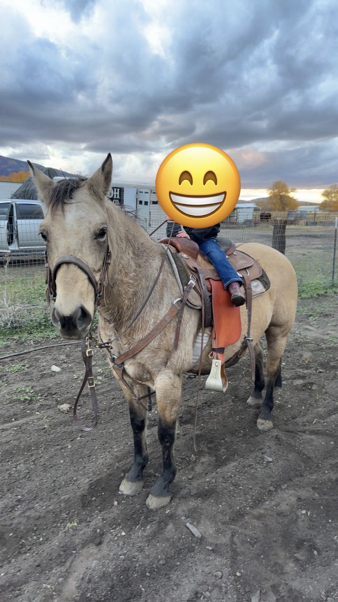 12 year old Head/Heel Horse