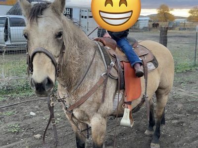 12 year old Head/Heel Horse