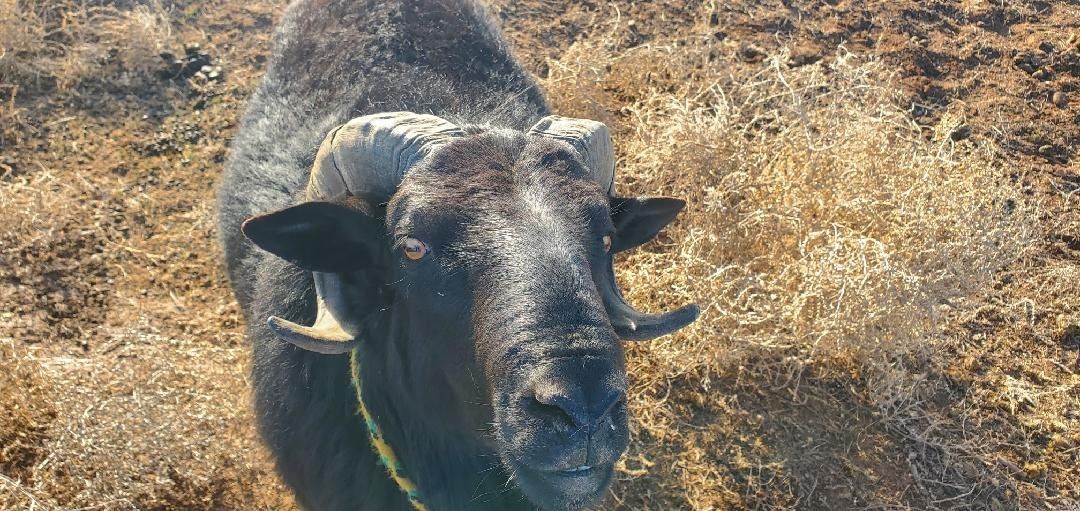 Barbados Ram