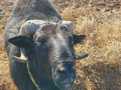 Barbados Ram