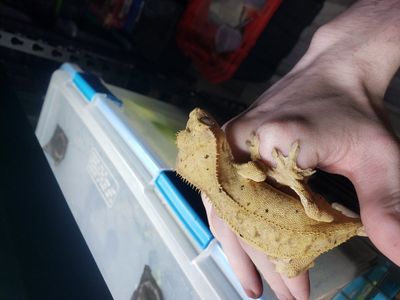 Subadult Dalmatian crested gecko pair