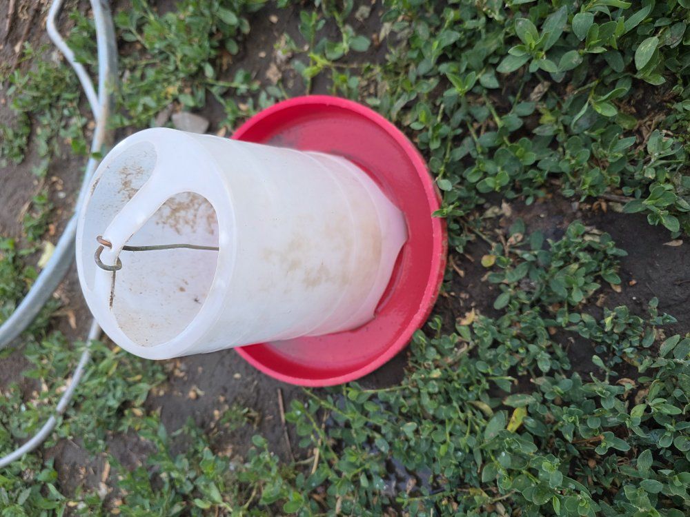 small chicken feeder