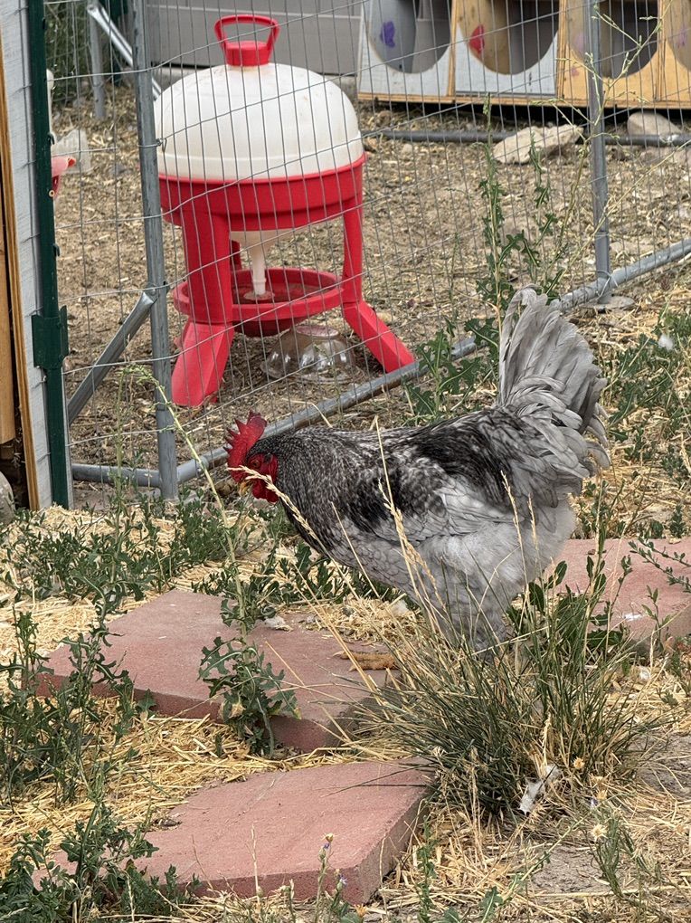 Free Rooster