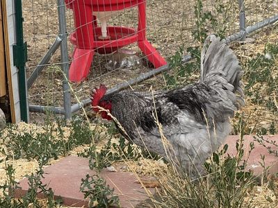 Free Rooster
