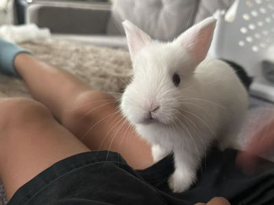 Sweetest Baby Bunnies Ever! White with Blue Eyes!