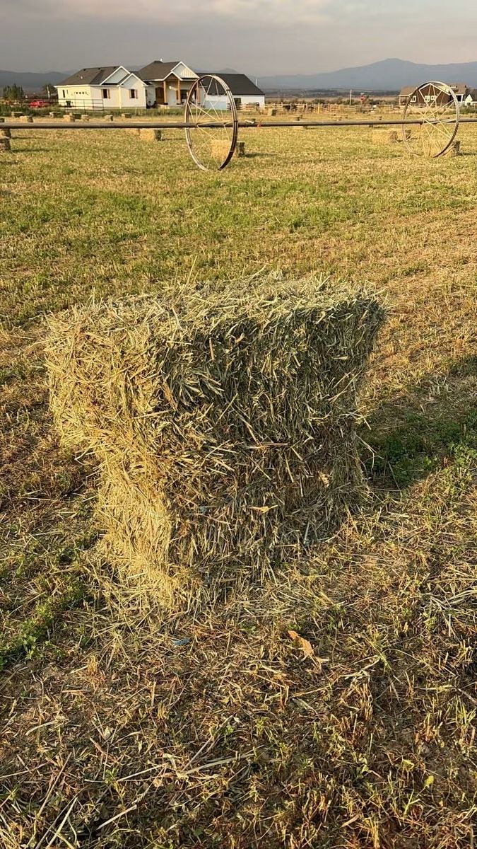 First Cutting 3-Way Feed Hay Bales (60-65 lbs)