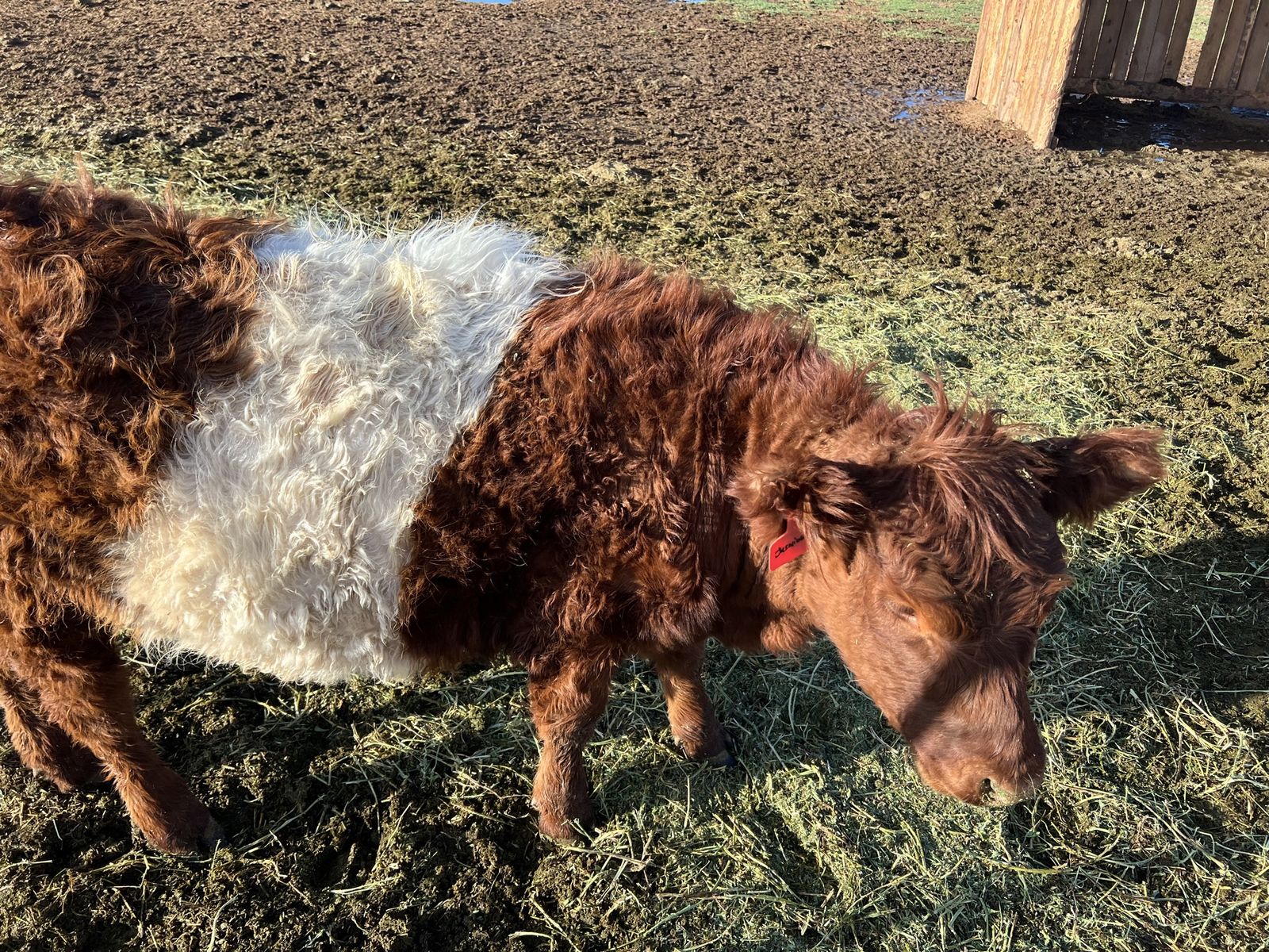 Belted Gallaway Heifer Available In Kanarraville