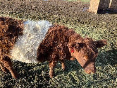 Belted Gallaway Heifer Available In Kanarraville