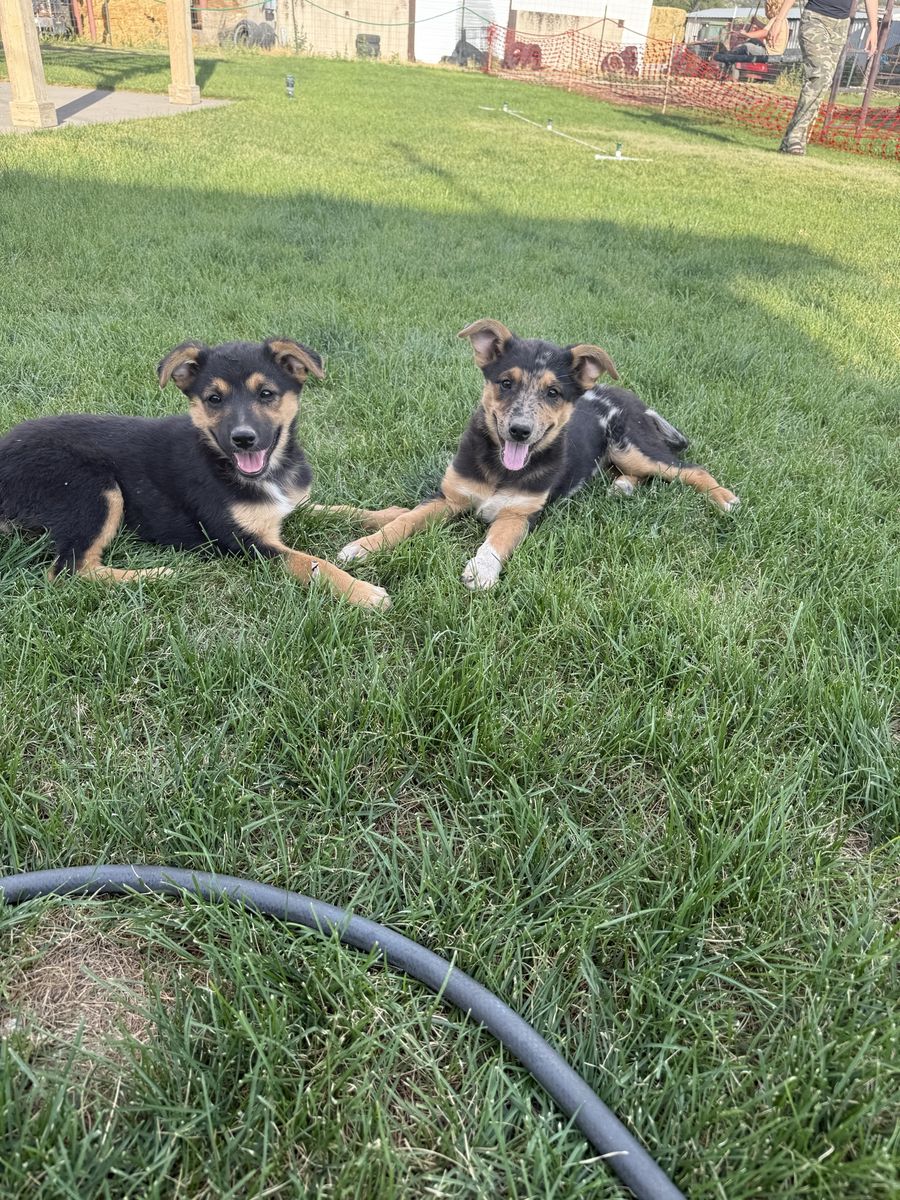 Australian shepherd/Belgian Malinios cross