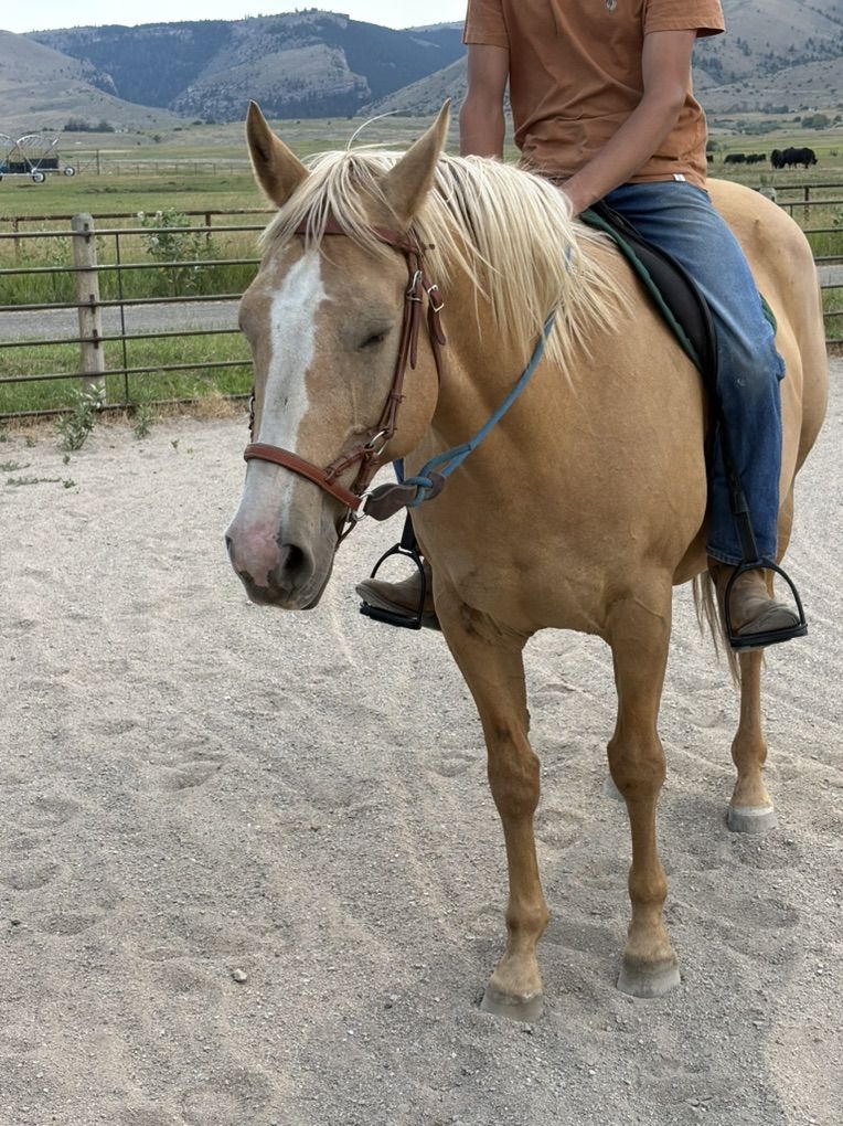 Goldie - 16yr old Palomino!