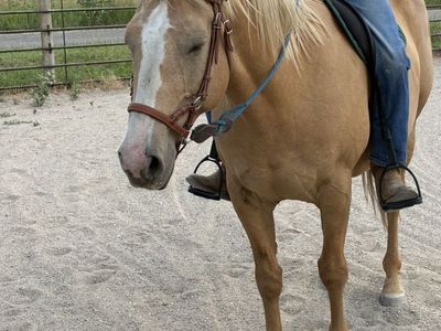 Goldie - 16yr old Palomino!