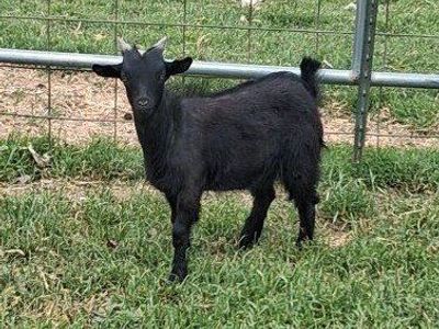 Black Fainting Buckling