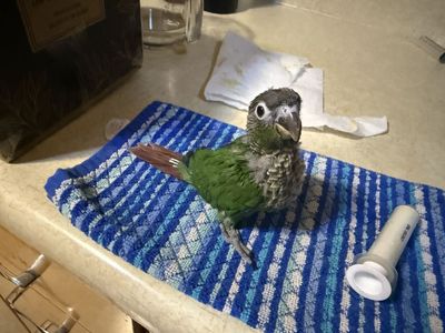 Handfed Green Cheek Conures