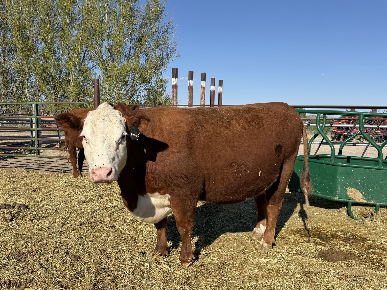 Bred Cow