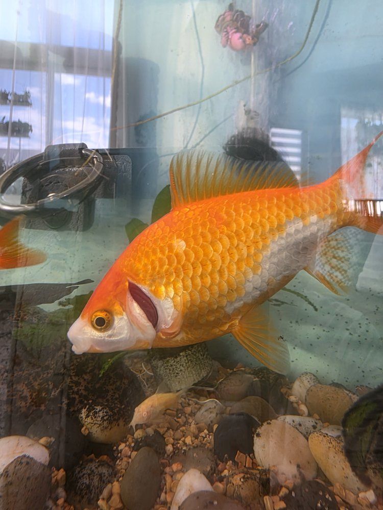 Free Comet Goldfish for Pond or Aquarium