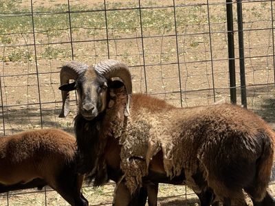 6 black belly sheep