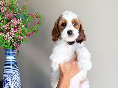 Cuddle size Cavapoo boy, Dragon