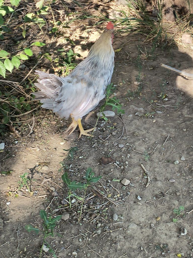 Young Chickens