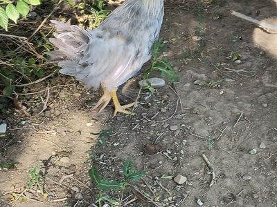 Young Chickens