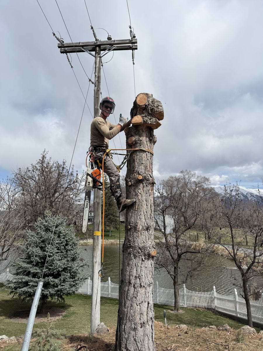 Tree Removal, Tree Trimming, Stump Grinding