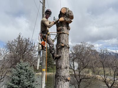 Tree Removal, Tree Trimming, Stump Grinding