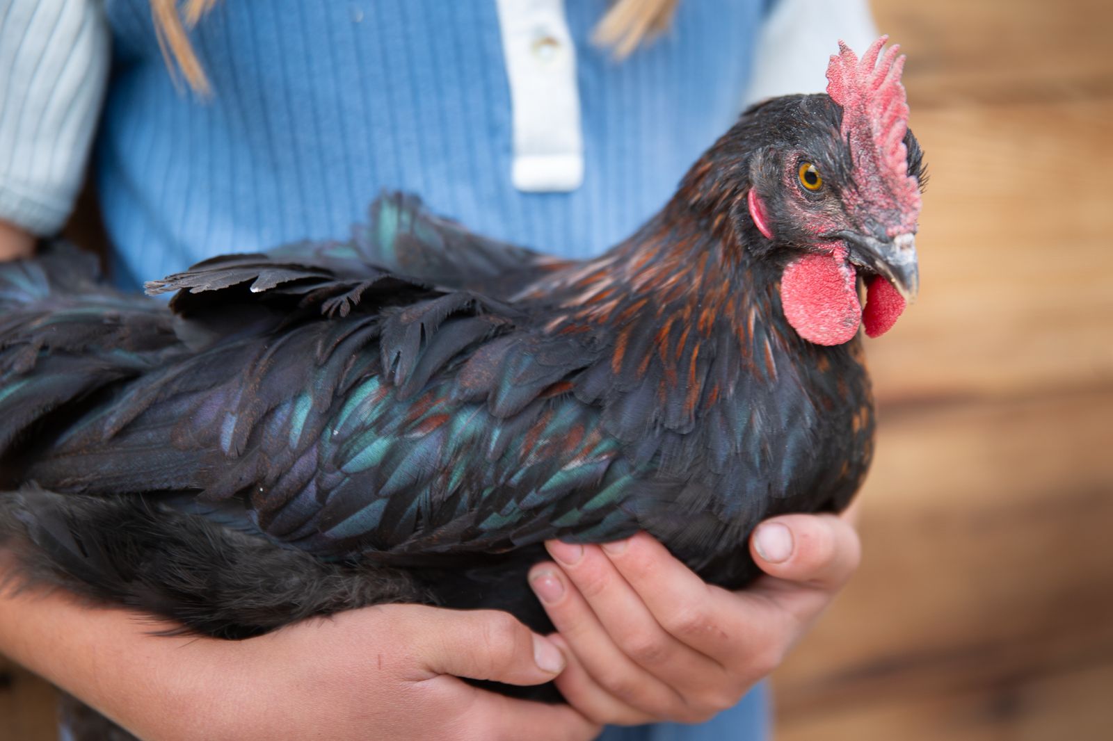 Beautiful Copper Maran Rooster