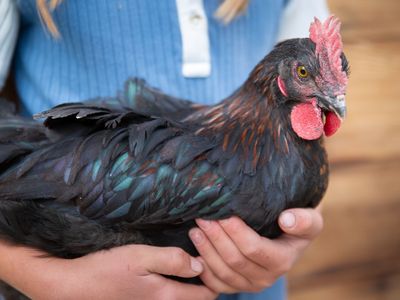 Beautiful Copper Maran Rooster