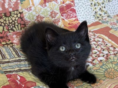 Scottish Straight kittens