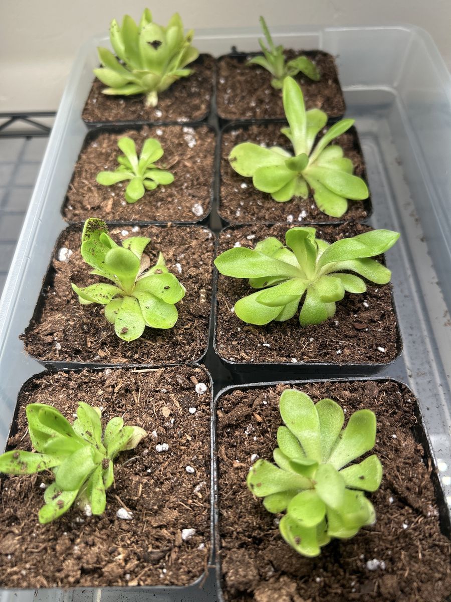 Pinguiculas Carnivorous Plant