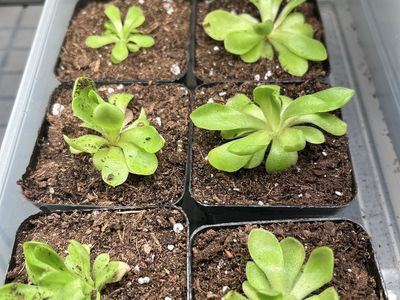Pinguiculas Carnivorous Plant